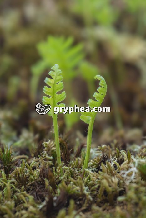 Polypodes (Polypodium vulgare) - jeunes frondes - gryphea.com